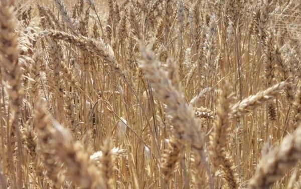 Пшеничную стратегию захвата почвенного железа можно воспроизвести в коммерческих удобрениях