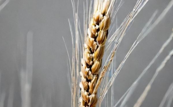 Партия белорусской пшеницы с опасной карликовой головней вовремя остановлена Россельхознадзором