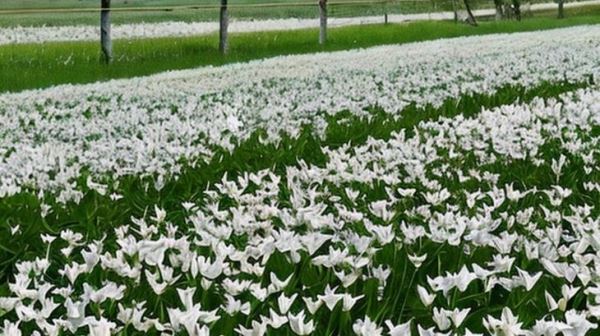 Погодные агрономы убеждают голландских цветоводов изменить практику агрохимических обработок