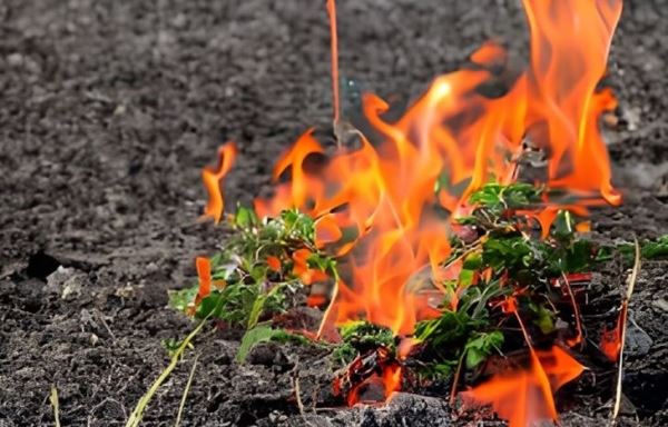 Пламенные пропольщики и тенденции рынка полевых горелок для сорняков