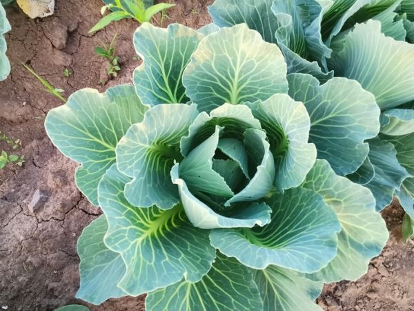15 правил выращивания хорошей рассады капусты