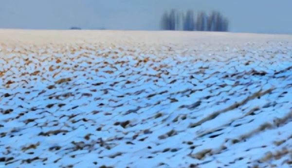 Россельхозцентр Татарстана рекомендует подкормку озимых азотными удобрениями по таломерзлой почве