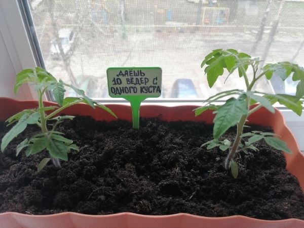 Когда сажать помидоры на рассаду: «Дачная помощь» от Россельхозцентра по Владимирской области
