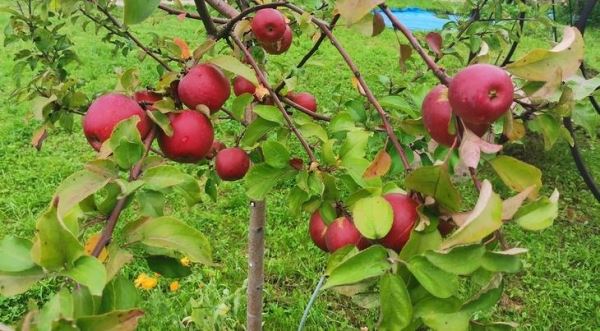 Обработка яблони весной от парши и мучнистой росы