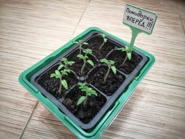 Когда сажать помидоры на рассаду: «Дачная помощь» от Россельхозцентра по Владимирской области