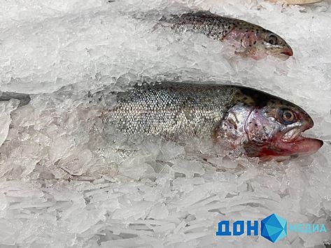 Рыбу шемаю выведут из Красной книги Ростовской области до конца 2023 года