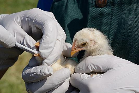В Чили впервые выявили грипп птиц у домашнего поголовья