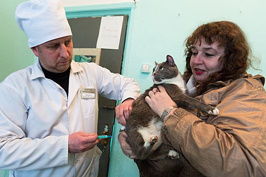 В Подмосковье приступили к вакцинации собак и кошек от бешенства