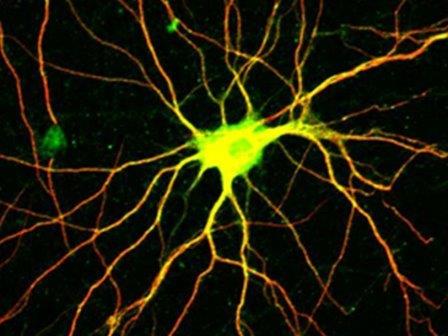 Зеркальные нейроны у мышей
