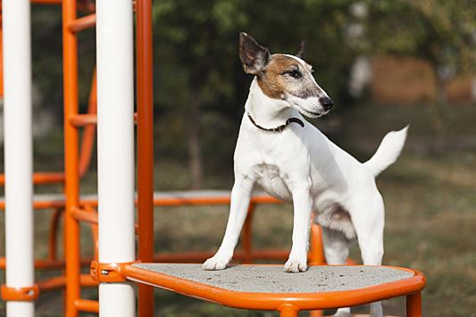 Жители Подмосковья могут предложить место под выгульные площадки для собак