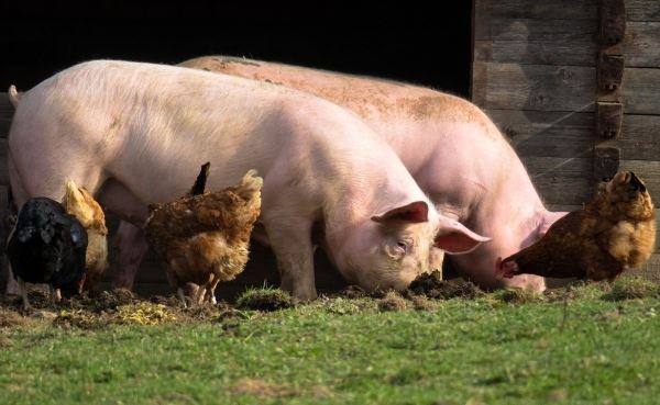 В Омской области увеличилось поголовье свиней и птиц