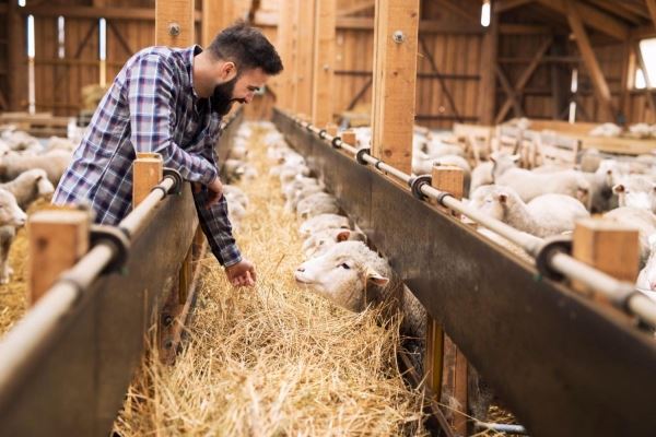 В Белгородской области создадут производство ферментных препаратов для животноводства