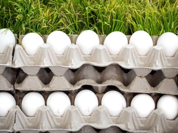В 2022 году российские производители экспортировали 570 млн пищевых яиц