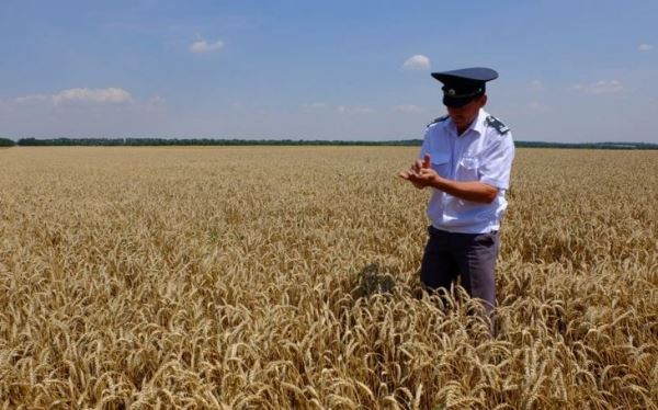 Карликовая головня в белорусских семенах пшеницы вызвала немедленные ответные меры Россельхознадзора