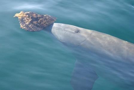 Как дельфины используют губки для поиска пищи
