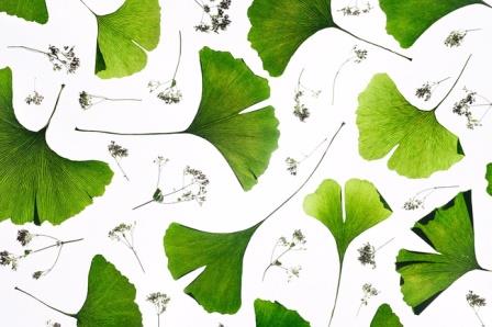 Расшифрован геном растения — живого ископаемого